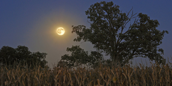 Between Saturday the 26th and Wednesday the 30th of August 2015, join our free social media event taking place at each Full Moon - via #EmpireKred - and give a boost to your social networking! Full-corn-moon image
