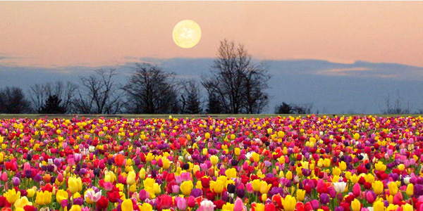 full-flower-moon image