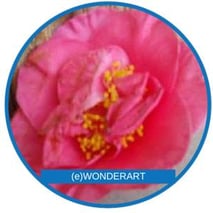 WONDERART